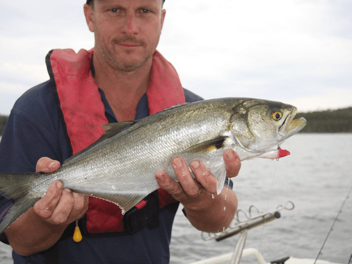 Iscas E Técnicas Para Pegar Anchova Tudo Explicado Doutor Pesca 3421