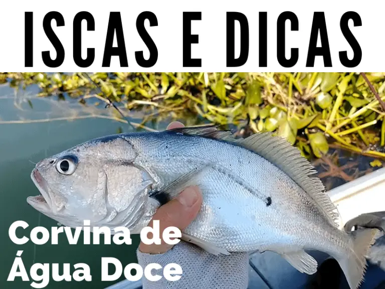 Corvina De Água Doce | Iscas Artificias E Dicas – Doutor Pesca