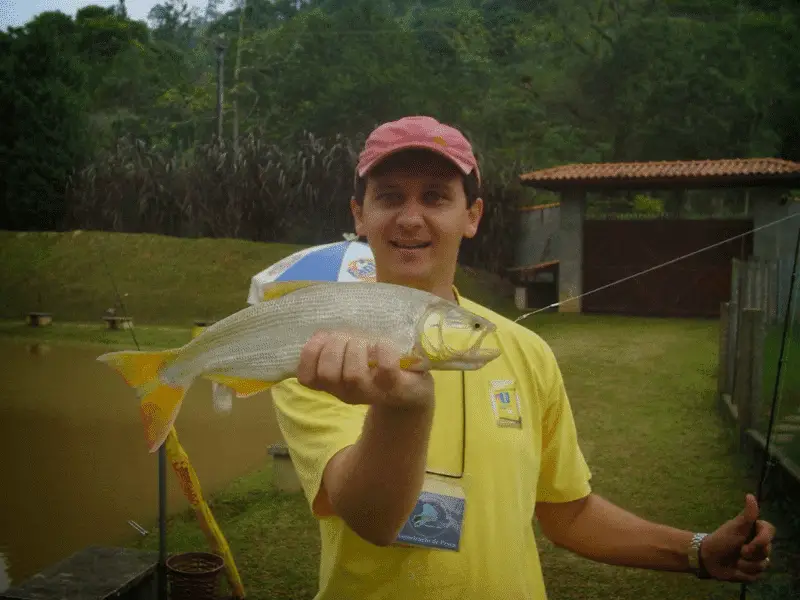 dourado em pesqueiro, como pescar dourado, chicote de dourado