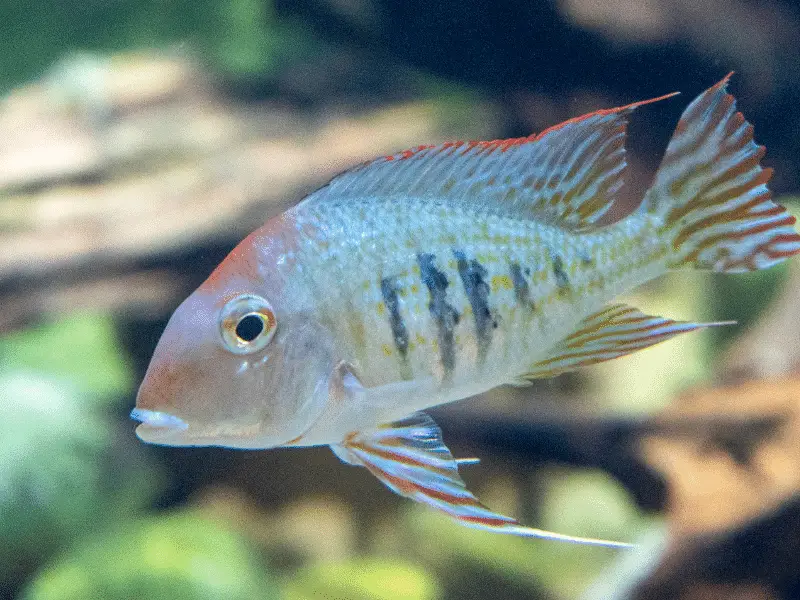  Geophagus proximus