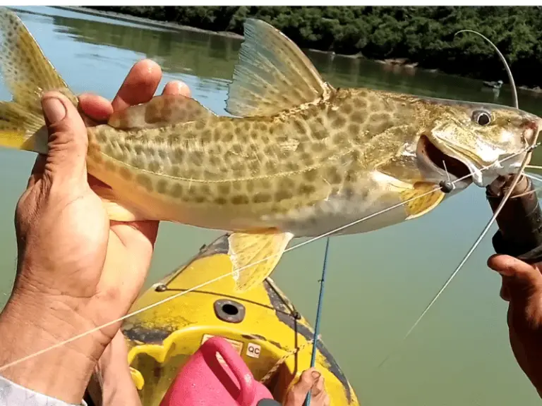 Mandi Iscas E Dicas Para Pescar Tudo Explicado Doutor Pesca 1794