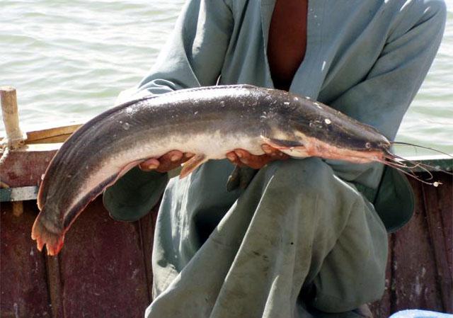 Close-up view of an African Catfish, highlighting its dark coloration, barbels, and unique anatomical features that allow it to breathe air and thrive in low-oxygen environments.
