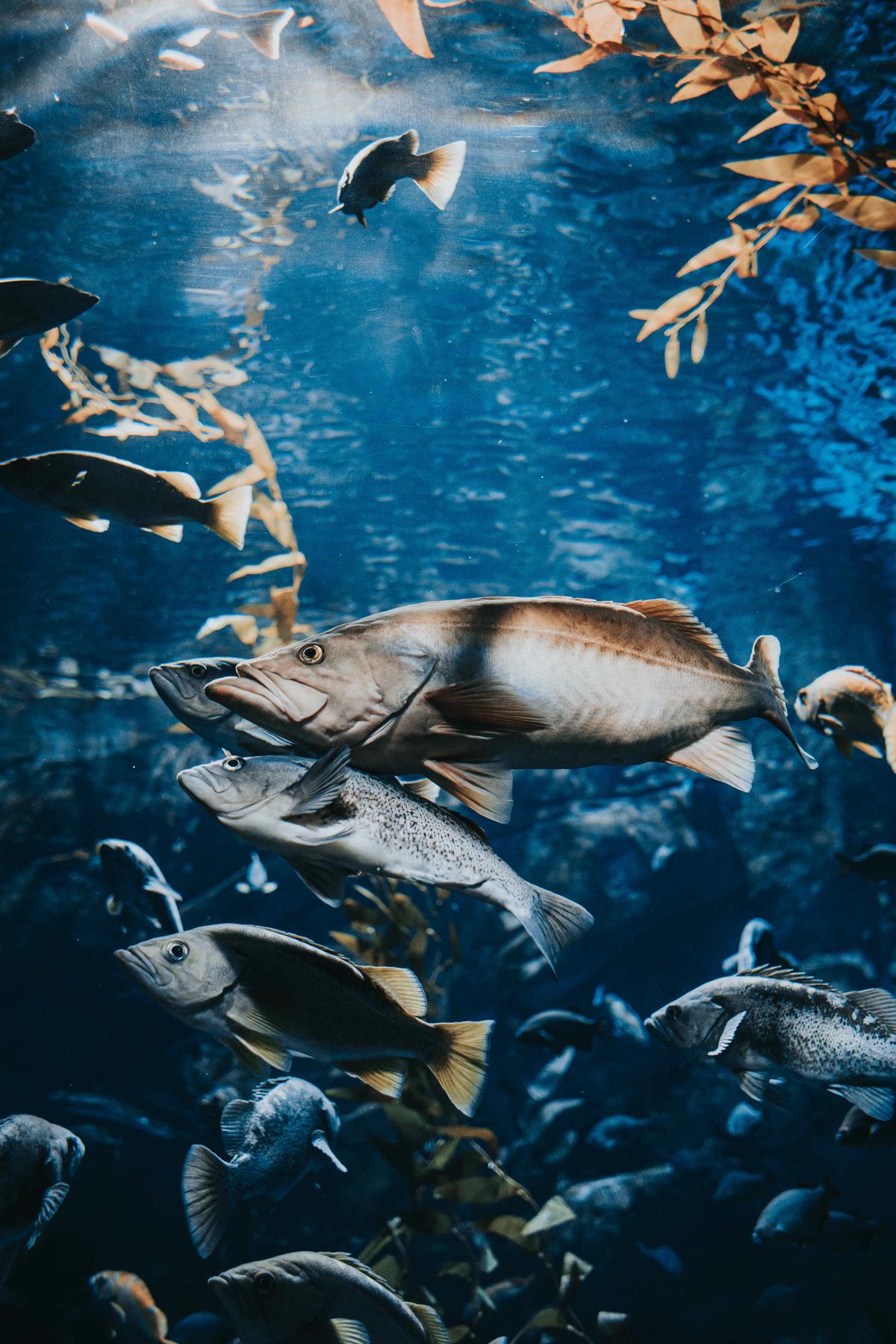 Peixes menos ativos durante a lua minguante, preferindo áreas mais profundas e seguras do corpo d'água.