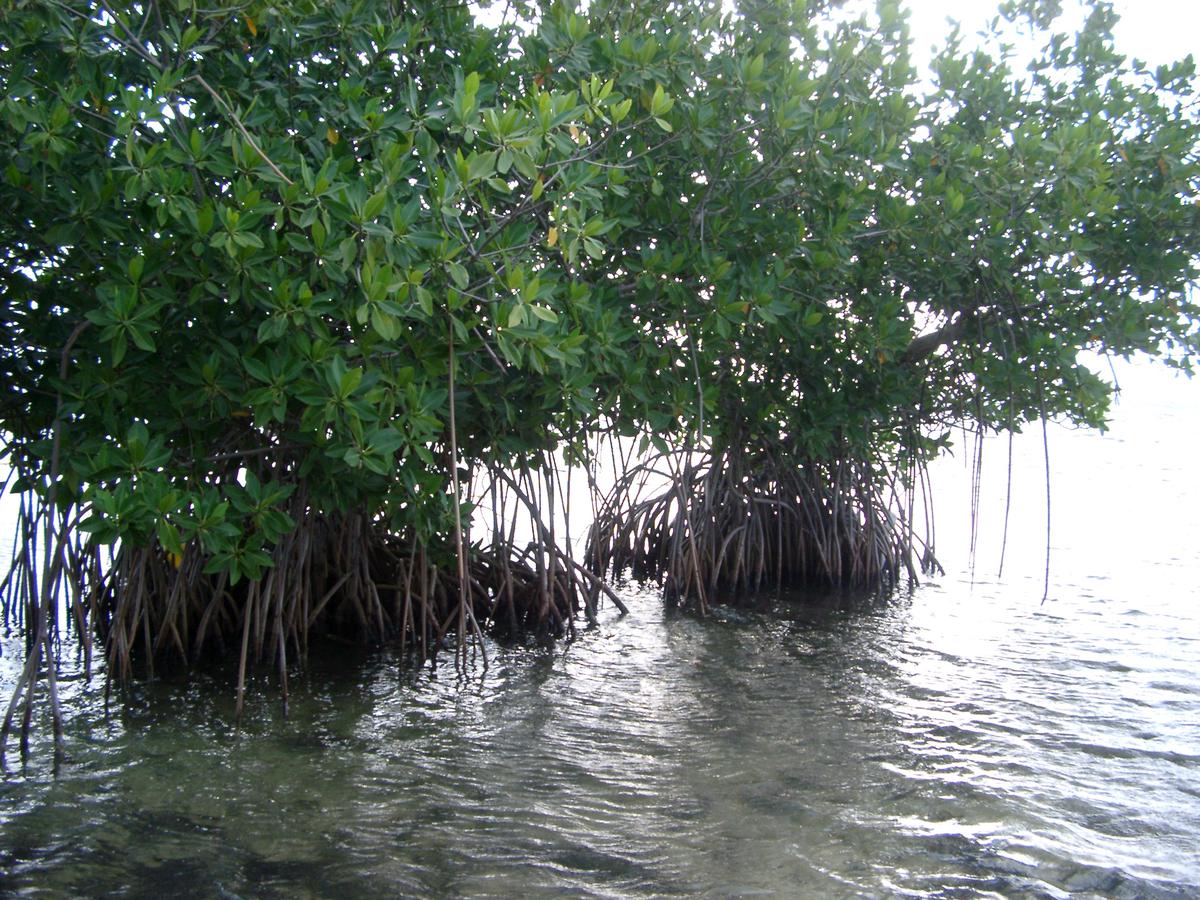 Manguezal saudável e protegido, com Guaiviras nadando livremente, destacando a importância crucial da conservação desses habitats para a sobrevivência da espécie e a biodiversidade costeira.