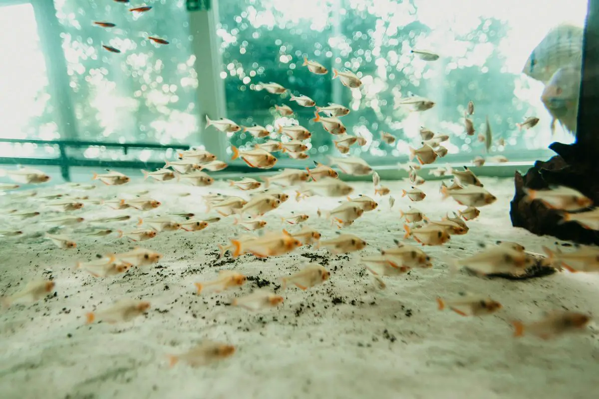 Imagem representando a importância do licenciamento ambiental na piscicultura, mostrando peixes e um ambiente sustentável.