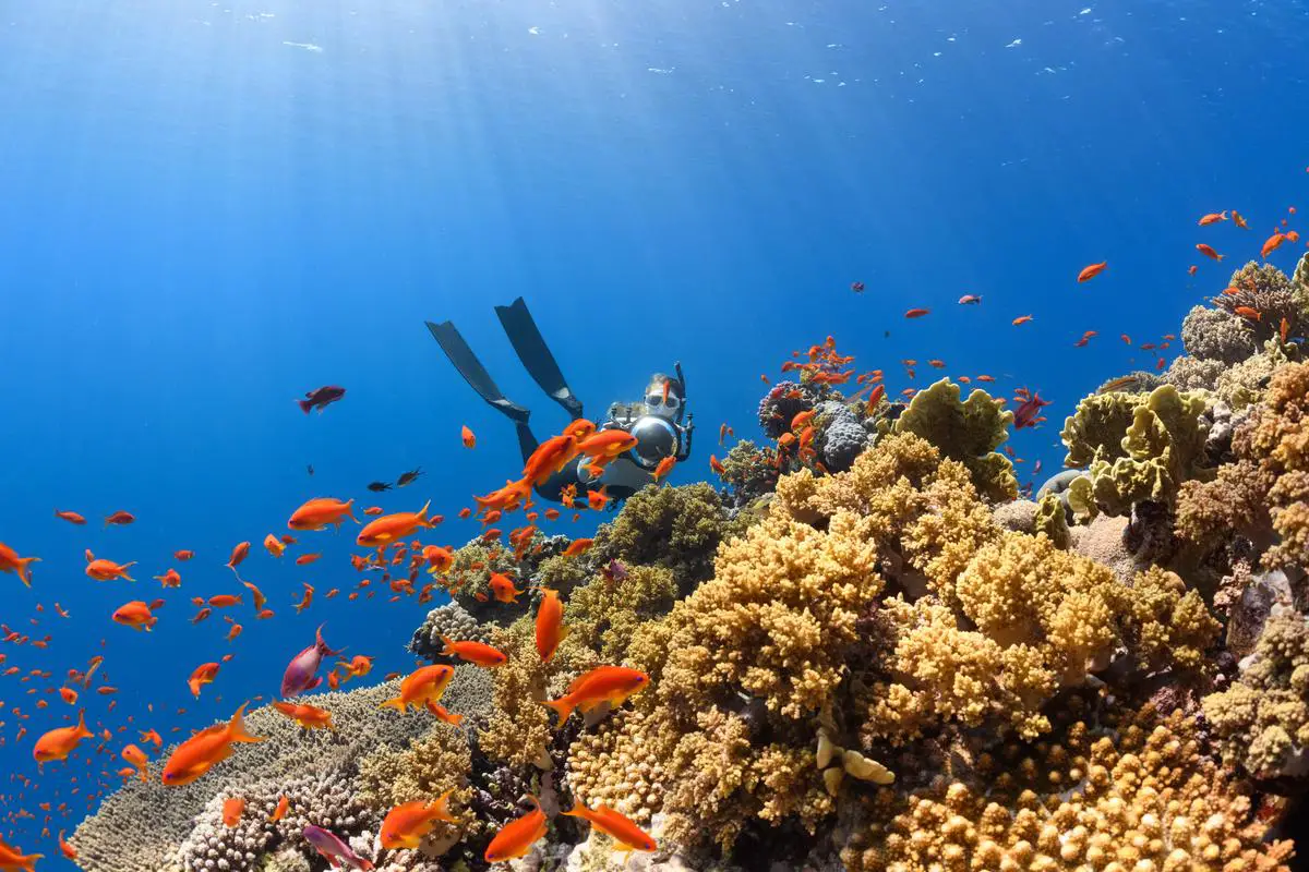 Illustration of a diver exploring a colorful coral reef surrounded by various marine species