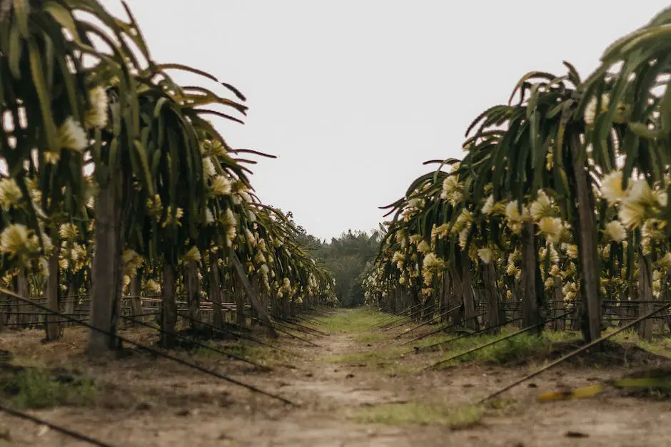 Uma imagem mostrando uma pessoa coletando frutas na selva para se alimentar.