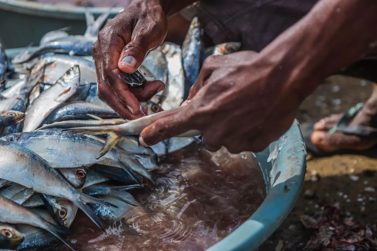 A imagem mostra um pescador submarino nadando em um ambiente marinho repleto de vida aquática.