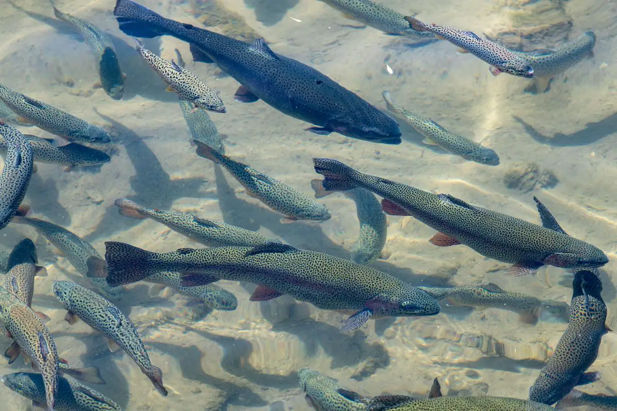 Image of different trout species, showcasing their unique characteristics